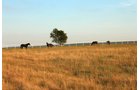 Property photo 37 - LAND, MINERAL & PERSONAL PROPERTY AUCTION - 236+/- OFFERED IN 12 TRACTS IN OKMULGEE CO, OKLAHOMA